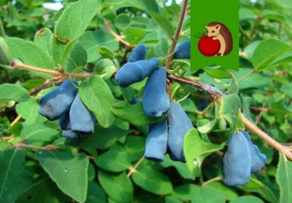 ��� �������� ����������� ��������� ������: ���� ����������� �����������