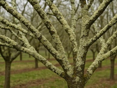 ���������� ����������: ����������� ������ ��� �������� ��������