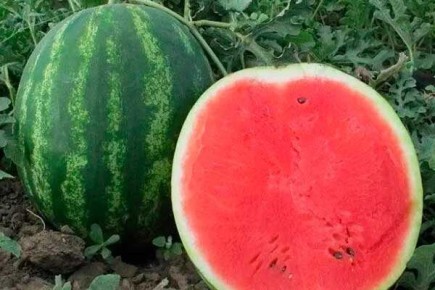 ����� ��������: ������� ������ � �����������