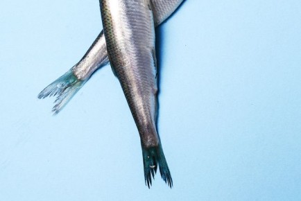 ������������ ������ ���� � ������ ������� �� 9,9% � ������ 2026 ����