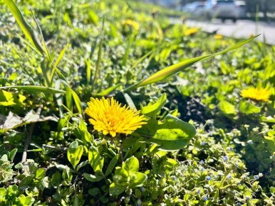 ������, ������� ������������ � ������� �������, �������� ��� ������� ���������� ����������