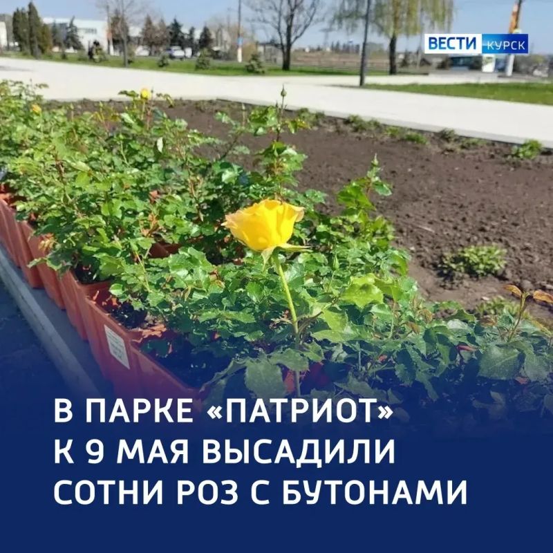 Бутоны к 9 Мая: «Патриот» зацветет сотнями роз