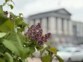 В Курске уже цветёт сирень