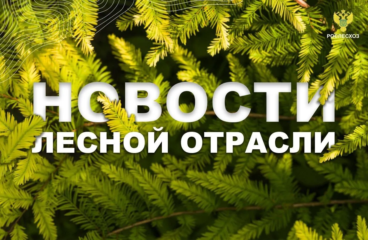 Интерфакс: К борьбе с лесными пожарами на Дальнем Востоке нужно привлекать все силы - Рослесхоз
