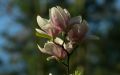 Доброе утро! Цветущие магнолии из Рощи невест