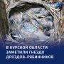 Уютное гнёздышко: в регионе заметили дроздов-рябинников