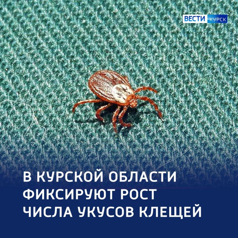 Боррелиоз у 4 человек: тревожная статистика жертв клещей