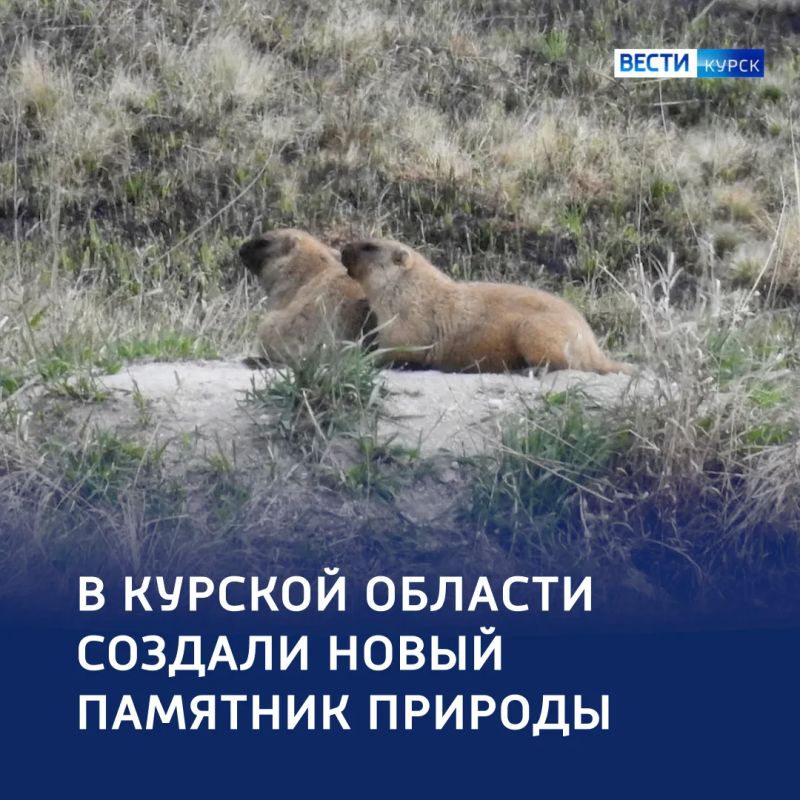 Дом для сурков: новый памятник природы в Обоянском районе
