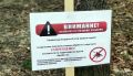 В Курске почти полсотни человек покусали клещи