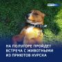 «Братья меньшие»: куряне могут встретится с собаками из приюта