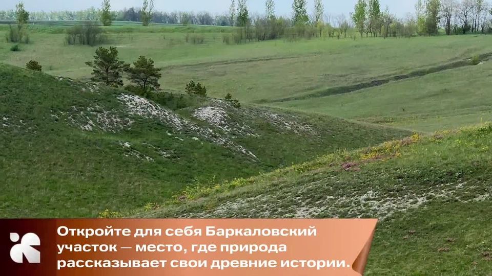 Дафна Юлии, или волчеягодник боровой – краснокнижное растение, которое произрастает только на участке Центрально-Черноземного государственного природного биосферного заповедника имени профессора В.В. Алехина в деревне...