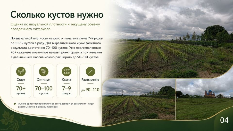 Школьный виноградник ( Школьный виноградник (
