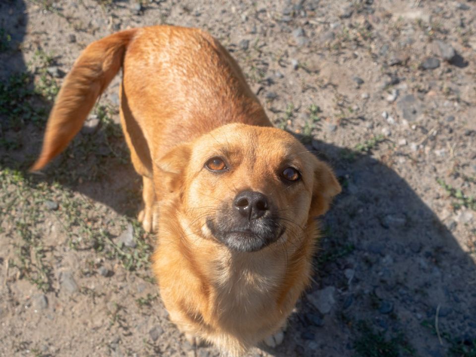 В Курске спор из-за собак закончился дракой и уголовным делом
