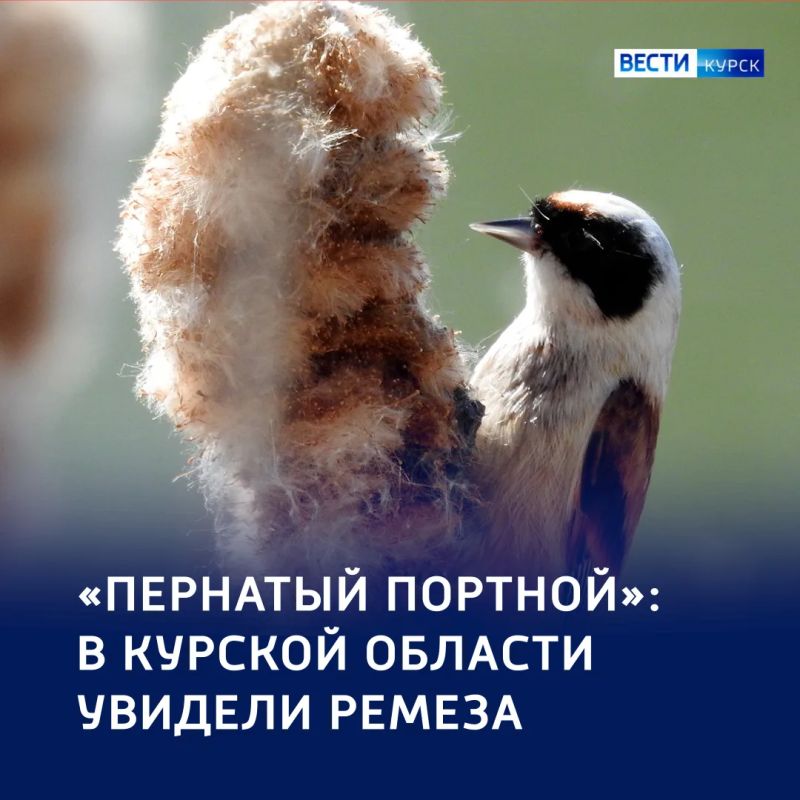 «Пернатый портной»: в Курской области заметили ремеза