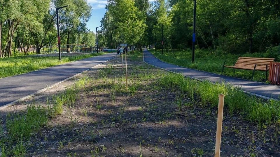 В Курске в парке «Боева дача» посадят 100 ив В Курске в парке «Боева дача» посадят 100 ив