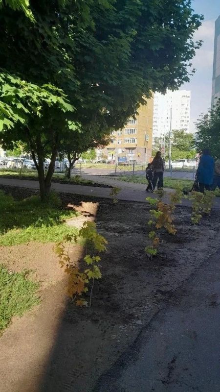 В Курске высадили деревья в месте незаконной торговли на Бойцов 9-й Дивизии В Курске высадили деревья в месте незаконной торговли на Бойцов 9-й Дивизии