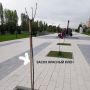 В парке «Патриот» Курска засохли высаженные в бетон клёны