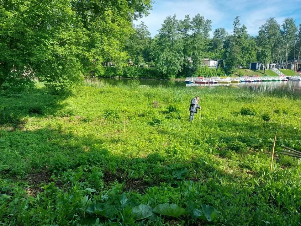 В Курске в парке «Боева дача» посадят 100 ив В Курске в парке «Боева дача» посадят 100 ив