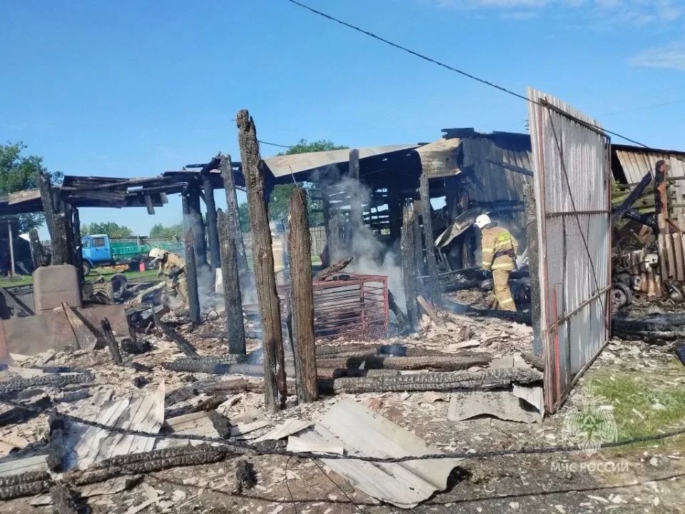 В Золотухинском районе сгорели более 60 овец и поросят