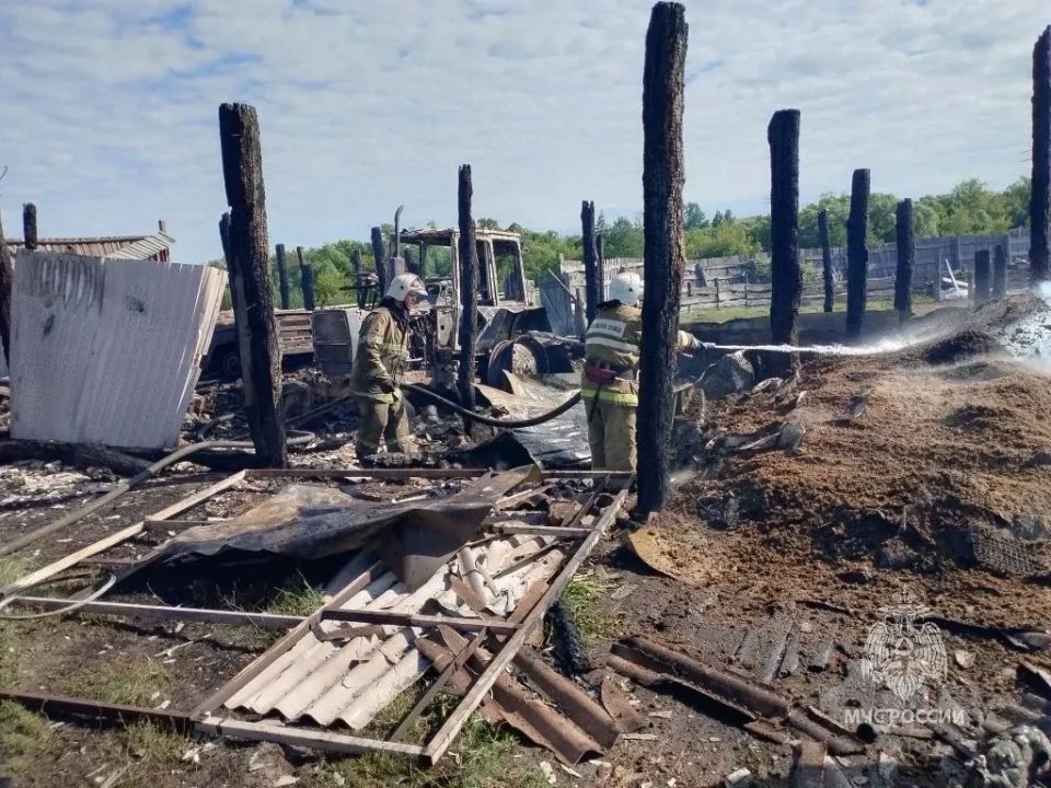 В Золотухинском районе сгорели более 60 овец и поросят В Золотухинском районе сгорели более 60 овец и поросят