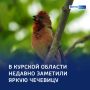 Птица-путешественница с малиновой грудкой