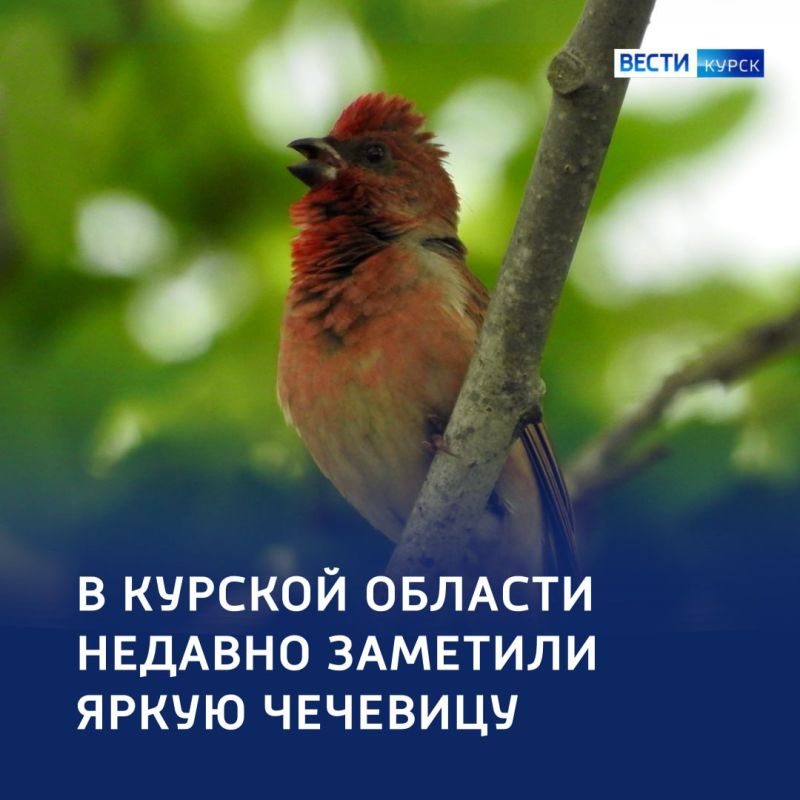 Птица-путешественница с малиновой грудкой