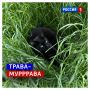 7 июня, воскресенье. Сегодня День кувыркальщиков