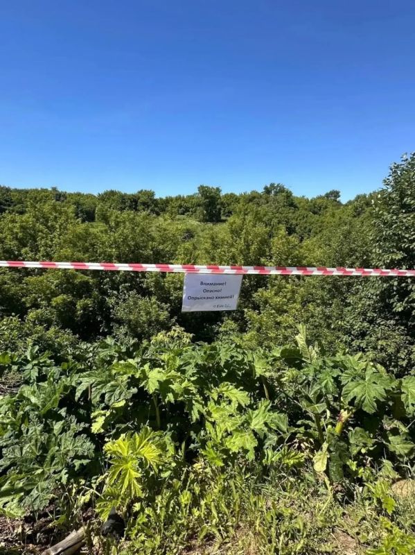 В Курске началась масштабная борьба с борщевиком Сосновского