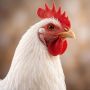 В субпродуктах — сердцах и желудках цыплят-бройлеров — курского производителя ООО АПК «Красная поляна» обнаружили антибиотики