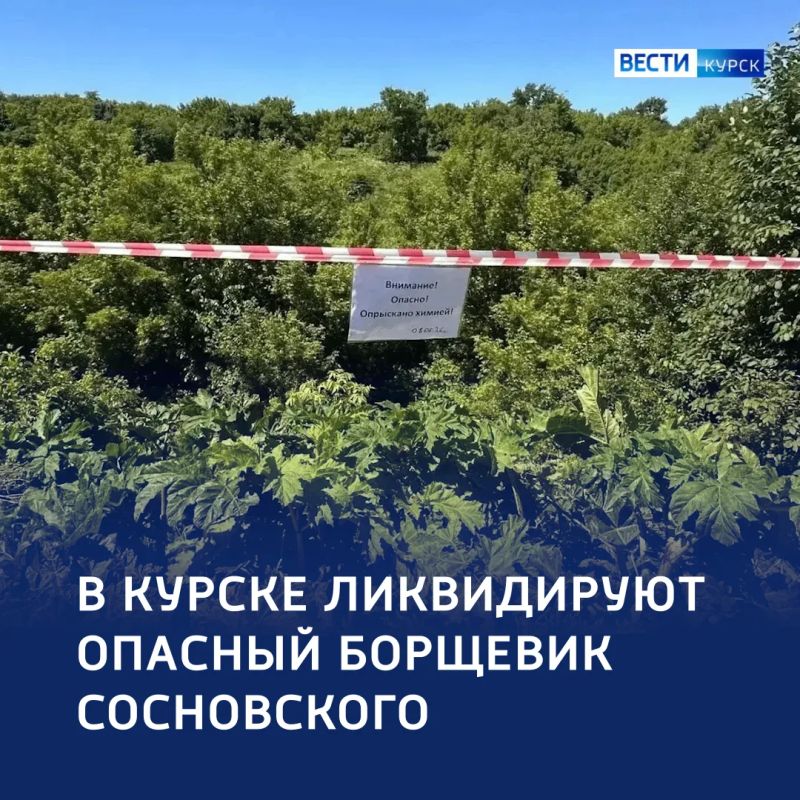 Опасный сорняк под прицелом