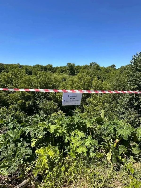 В Курске избавляются от массовых скоплений борщевика