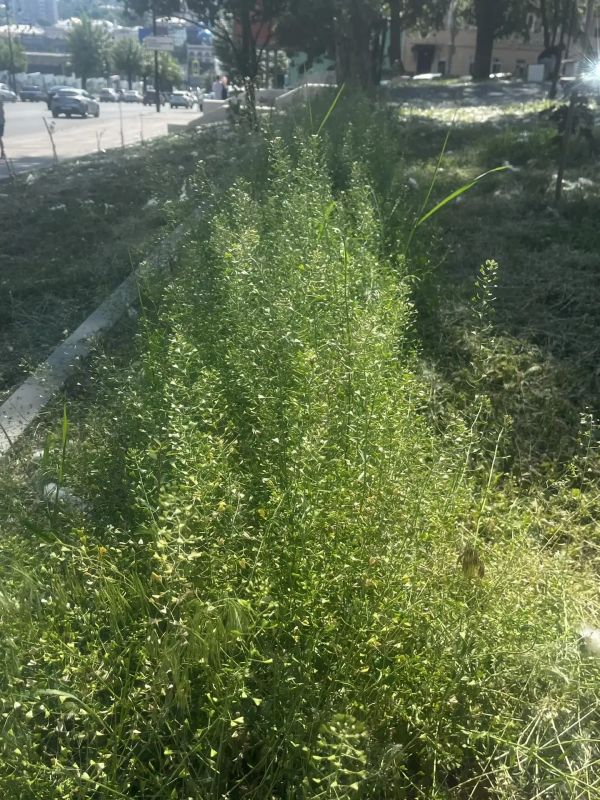 В последнее время в Курске особую актуальность приобрела тема покоса травы В последнее время в Курске особую актуальность приобрела тема покоса травы