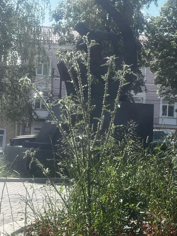 В последнее время в Курске особую актуальность приобрела тема покоса травы В последнее время в Курске особую актуальность приобрела тема покоса травы