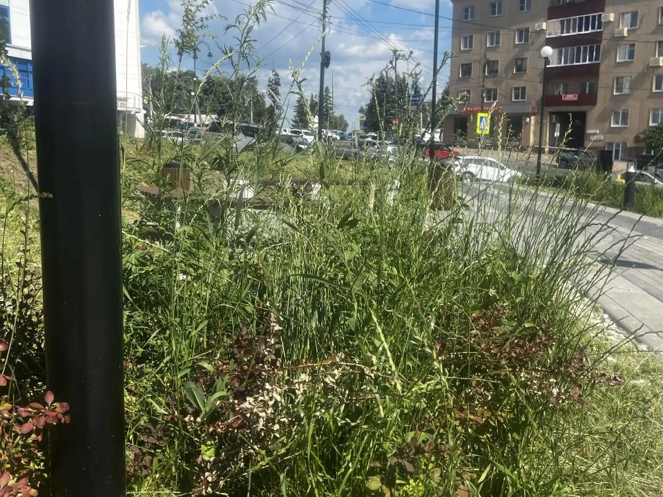В последнее время в Курске особую актуальность приобрела тема покоса травы В последнее время в Курске особую актуальность приобрела тема покоса травы