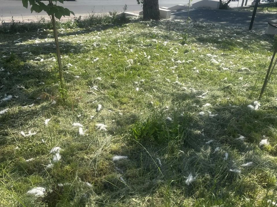 В последнее время в Курске особую актуальность приобрела тема покоса травы В последнее время в Курске особую актуальность приобрела тема покоса травы