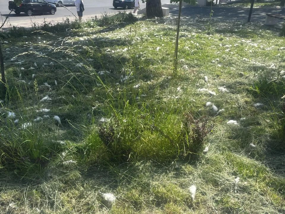В последнее время в Курске особую актуальность приобрела тема покоса травы В последнее время в Курске особую актуальность приобрела тема покоса травы