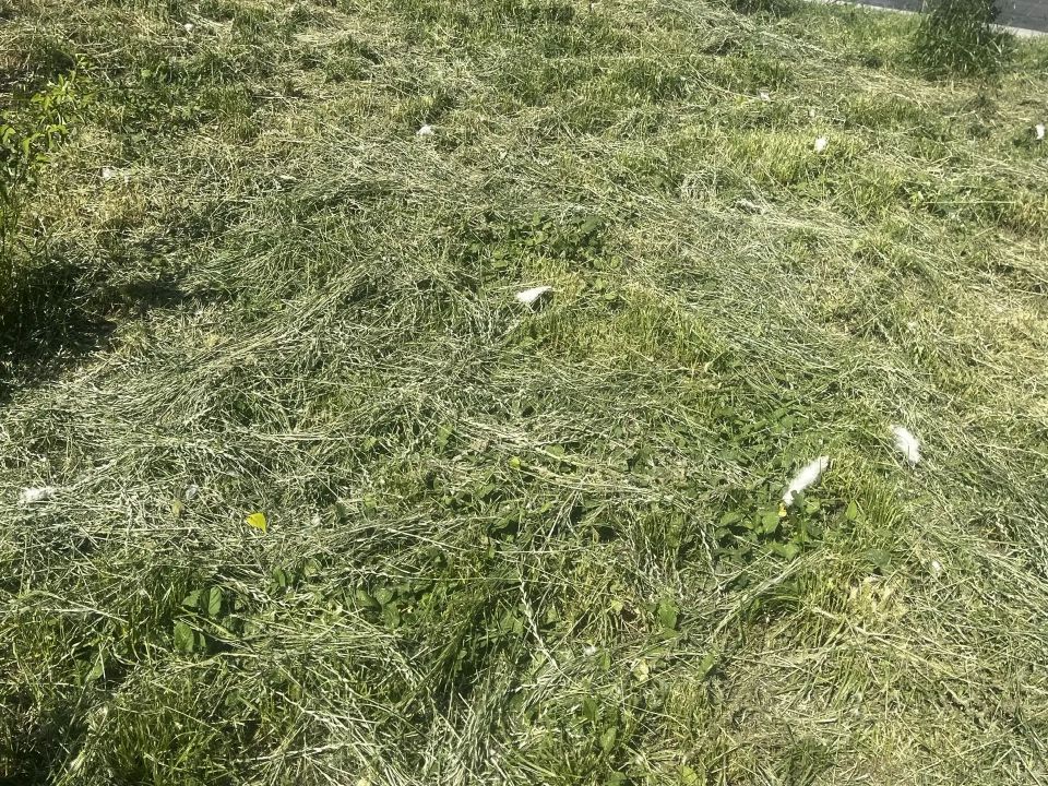 В последнее время в Курске особую актуальность приобрела тема покоса травы В последнее время в Курске особую актуальность приобрела тема покоса травы