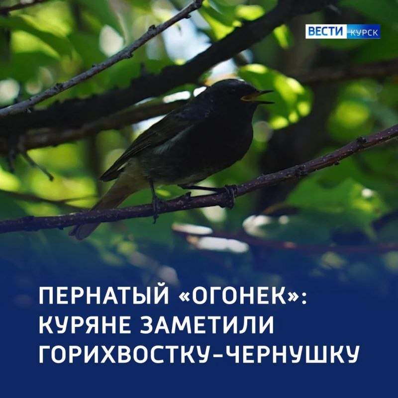 «Гори, гори ясно!»: пернатое пламя — в объективе курян