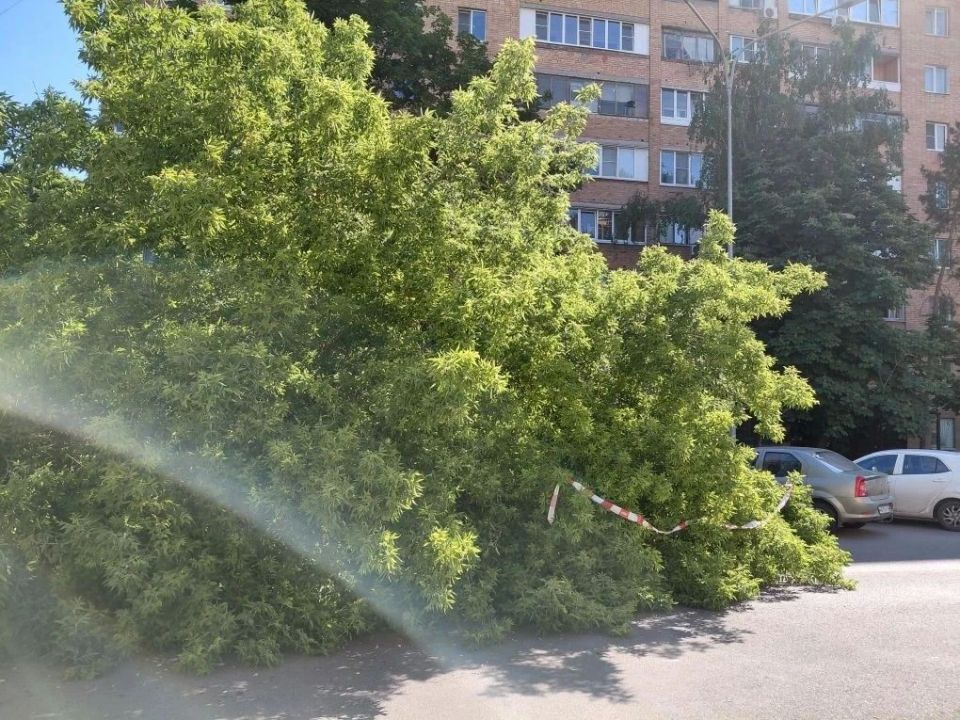 Наши подписчики сообщают, что на Щепкина, 11 упало дерево Наши подписчики сообщают, что на Щепкина, 11 упало дерево