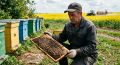 В Курской области пчеловод требует 11 млн рублей за погибшую пасеку