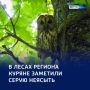 На все 360 градусов: в регионе заметили серую неясыть