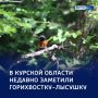 Хвост-огонь да лоб-лысина: в регионе заметили необычную горихвостку-лысушку
