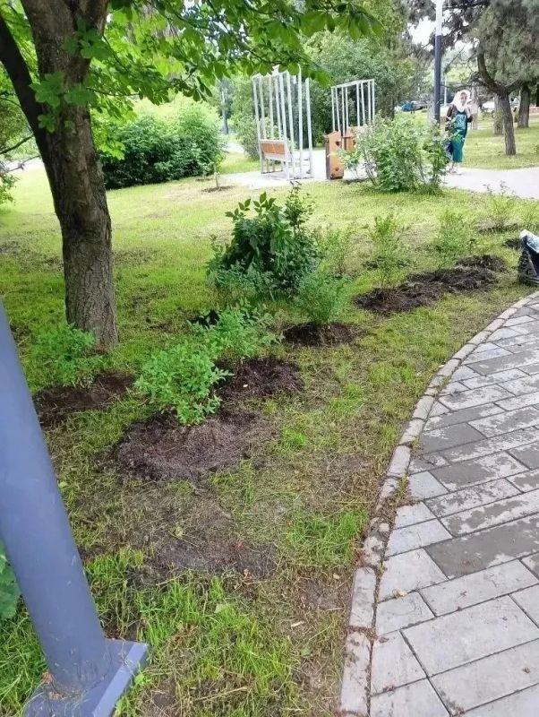 В Курске в рамках муниципального контракта по содержанию зеленых насаждений активно ведутся плановые работы В Курске в рамках муниципального контракта по содержанию зеленых насаждений активно ведутся плановые работы