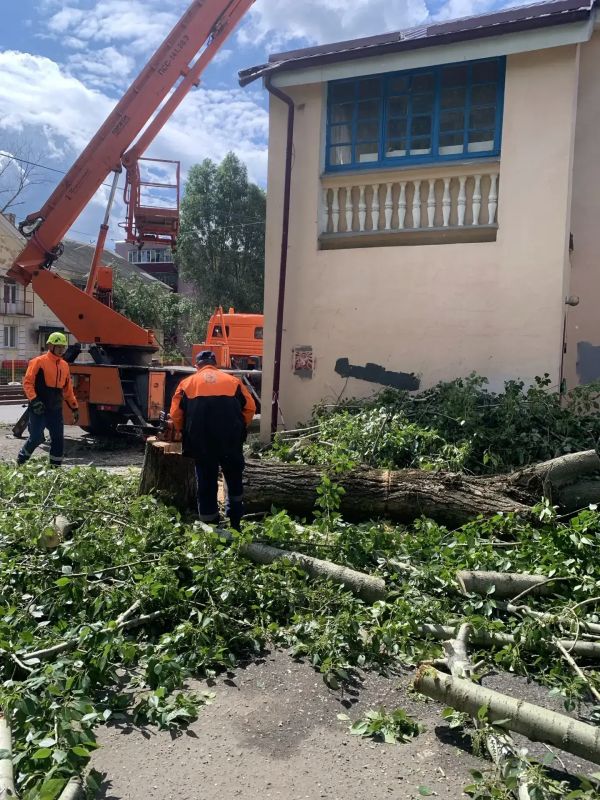 За 6 месяцев в Курске снесли 719 аварийных деревьев За 6 месяцев в Курске снесли 719 аварийных деревьев