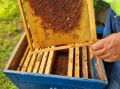 6,1 миллиона рублей требуют курские пчеловоды с компании за гибель 167 семей
