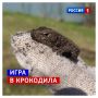 17 июня, среда. Сегодня Всемирный день крокодила