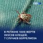 Клещи атакуют: тысяча жертв, плюс два случая боррелиоза
