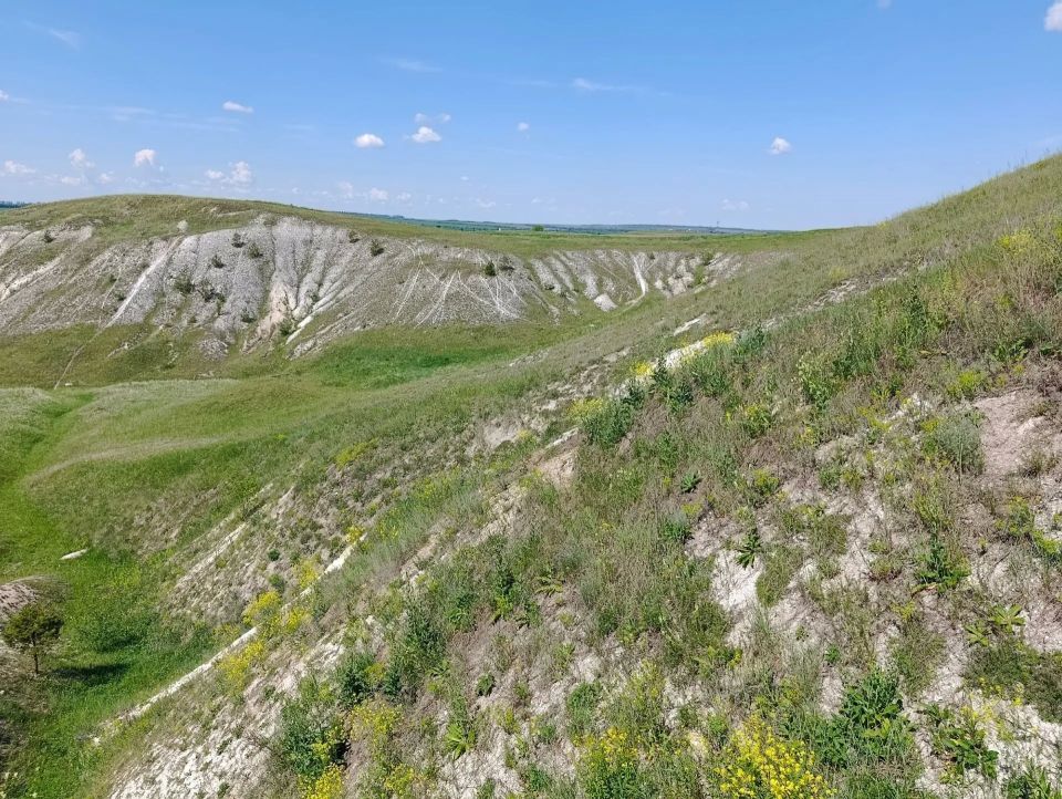 Курские орнитологи раскрыли причину пропажи болотной совы из Мальты Курские орнитологи раскрыли причину пропажи болотной совы из Мальты