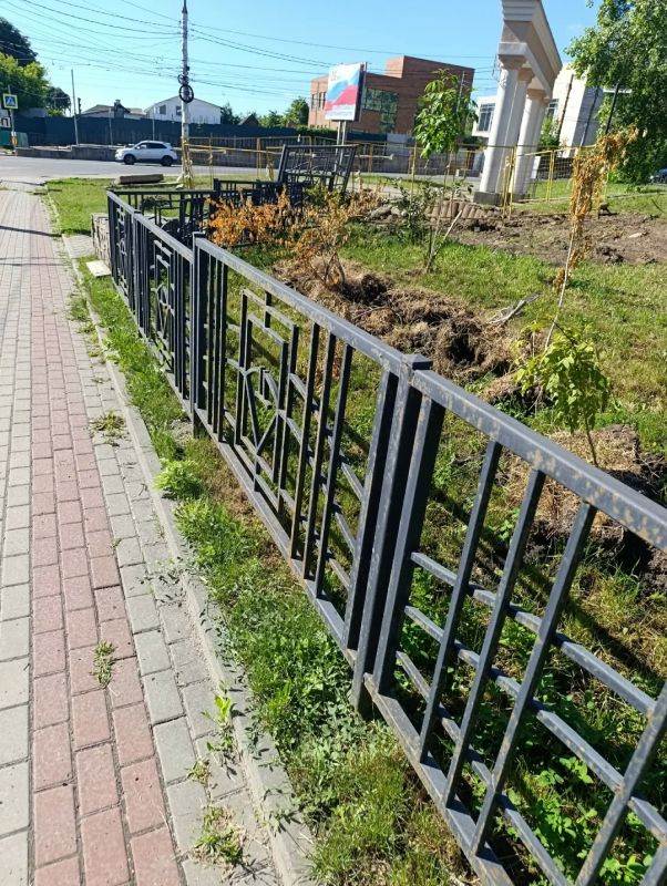 В Курске в парке им. Дзержинского раскоп вызвал гибель деревьев В Курске в парке им. Дзержинского раскоп вызвал гибель деревьев