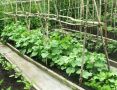 Лучшие способы подкормки огурцов для обильного урожая